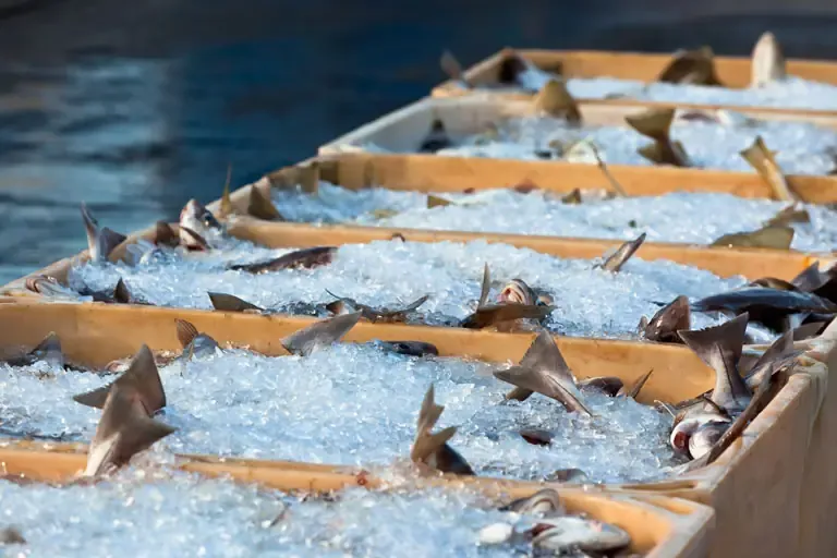 Frozen fish